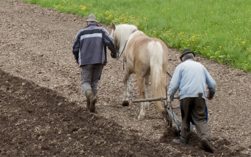 Südtirol IMG_2442 als Smart-Objekt-1 Kopie als Smart-Objekt-1 Kopie.jpg - Auch das sieht man noch in Südtirol